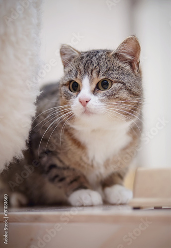 Wallpaper Mural The gray striped cat with white paws, sits. Torontodigital.ca