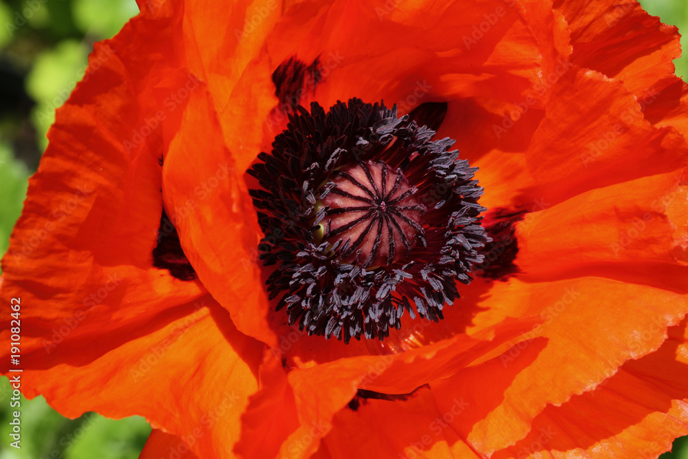 Poppy in full sun about to drop its petals Poppy in full sun about to drop its petals