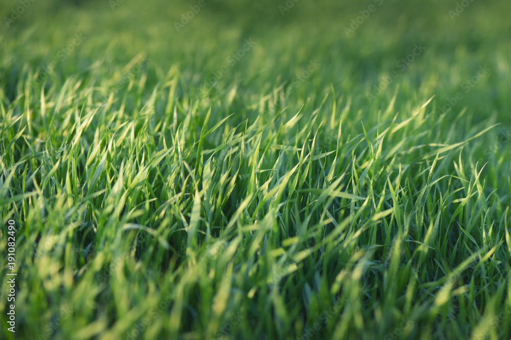 Grass as a panoramic background. Agricultural landscape in the summer time Grass as a panoramic background. Agricultural landscape in the summer time