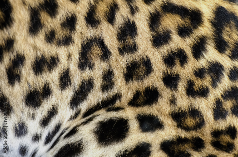 Leopard fur bacground Leopard fur bacground