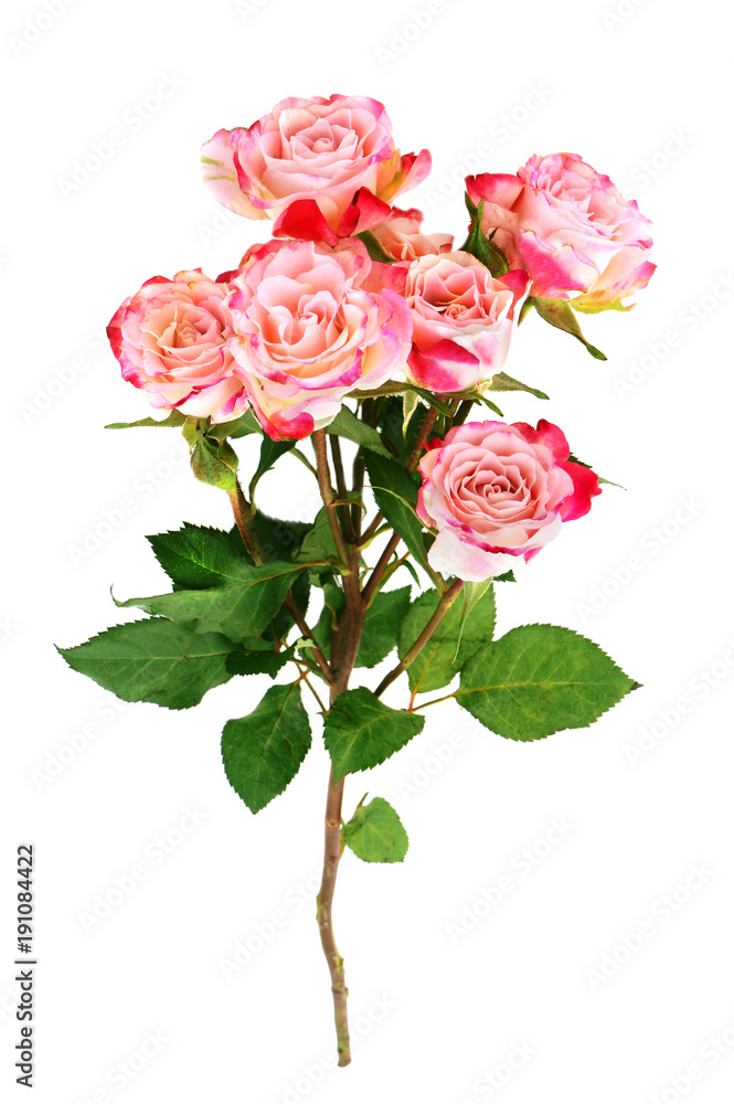 Fototapeta premium Flower pink roses