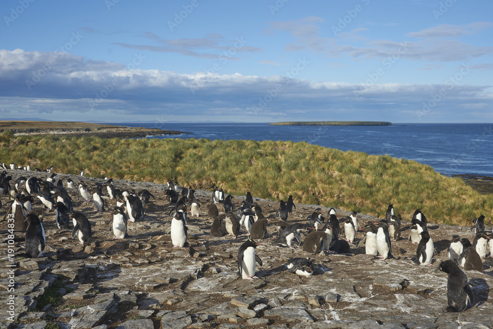 Obraz premium Rockhopper Penguins (Eudyptes chrysocome) on the cliffs of Bleaker Island in the Falkland Islands