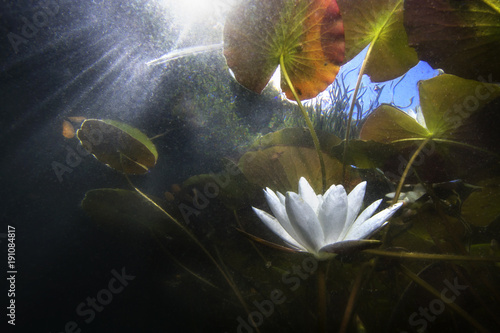 Fotografie Beautiful white Water lily (nuphar lutea) in the clear pound