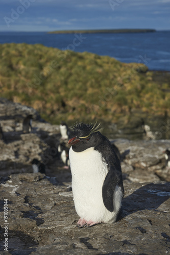 Rockhopper Penguins  Eudyptes chrysocome  on the cliffs of Bleaker Island in the Falkland Islands