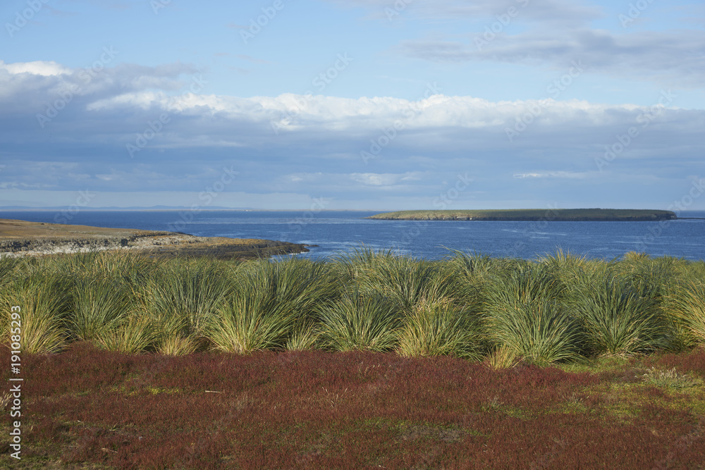 Colourfully grasses growing alongside tussock grass on Bleaker Island in the Falkland Islands. Colourfully grasses growing alongside tussock grass on Bleaker Island in the Falkland Islands.