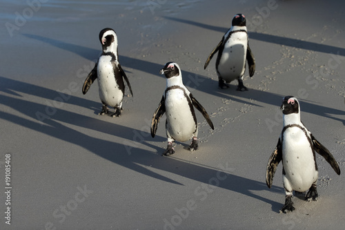 Fotografie Penguin at Boulders Beach heading to the ocean