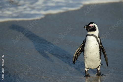 Fotografie Penguin at Boulders Beach heading to the ocean