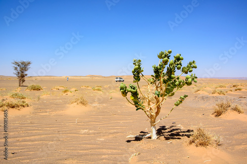 Roślina na pustyni Sahara, Maroko
