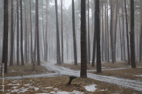 Vernal forest fogs. photo