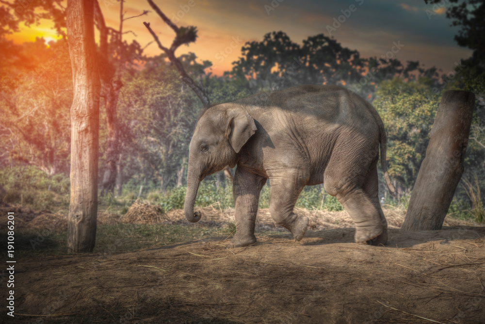 Obraz premium elephants in Chitwan