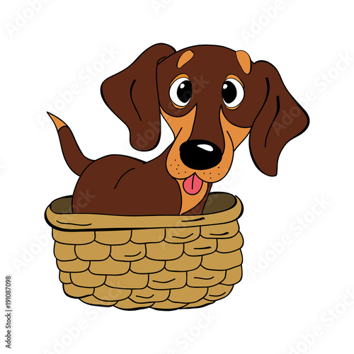 dachshund dog breed vintage vector illustration isolated