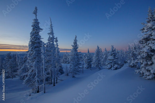 Dawn in winter forest. High-mountain Spruce siberia. winter