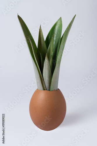 Egg with pineapple leaves on bright background. Minimal concept.