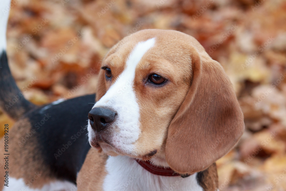 Cute young beagle close up.