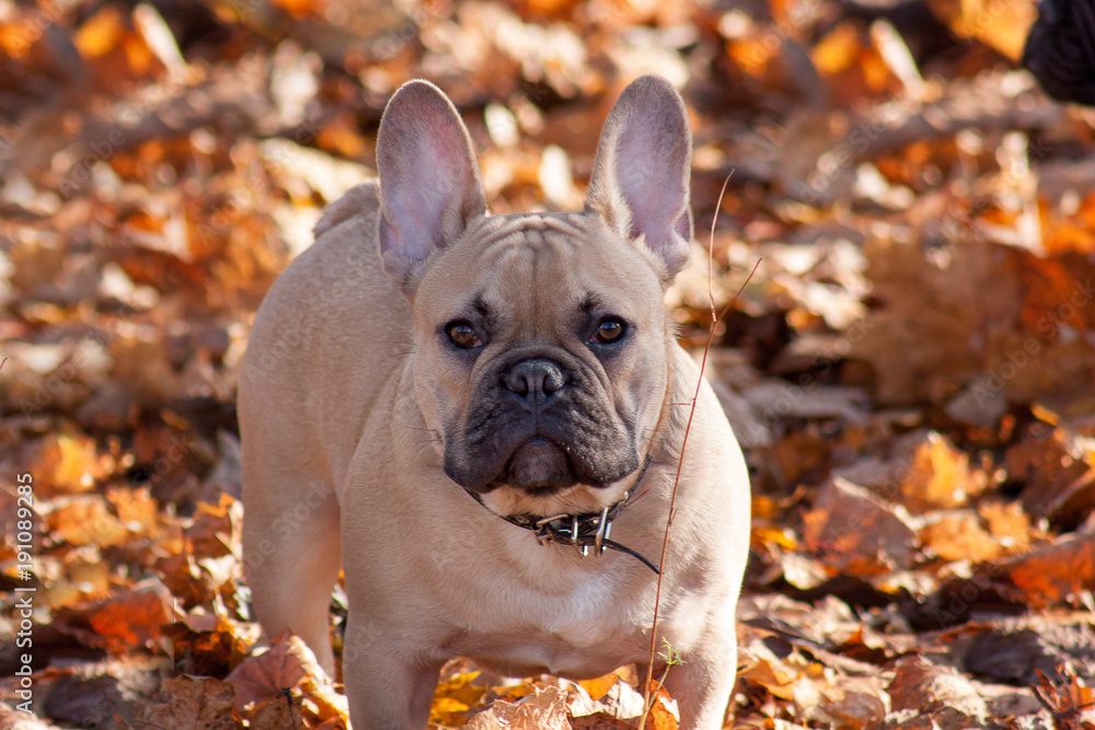 Serious french bulldog is looking at the camera.