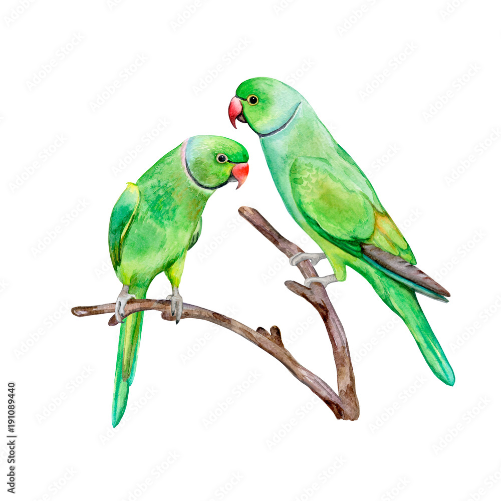 Rose-ringed parakeet. ring-necked parakeet. Green parrot isolated ...