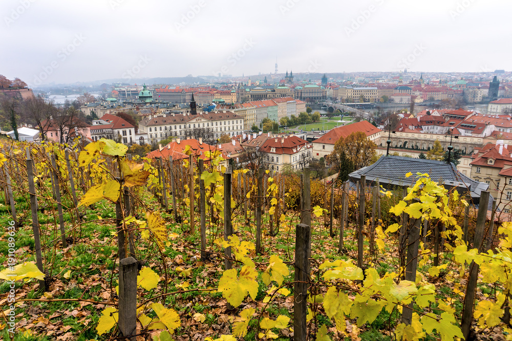 Vineyards in the old European city of Praha, on the hill of the Prague Castle, the Czech Republic
