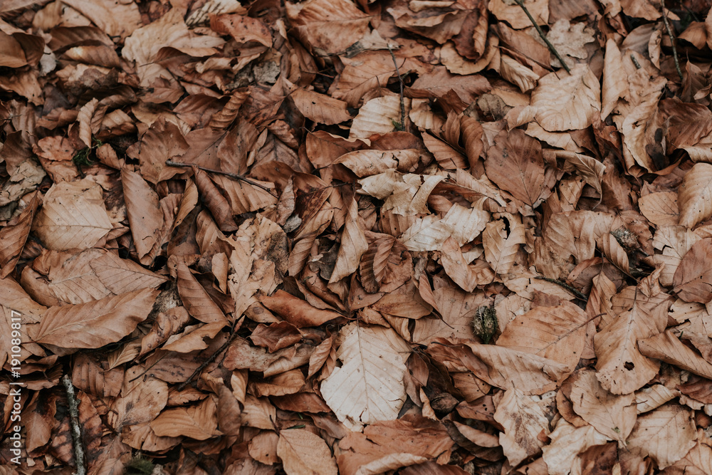 Background texture of dried brown withered leaves