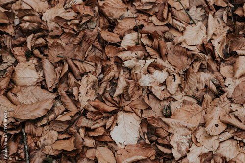 Background texture of dried brown withered leaves