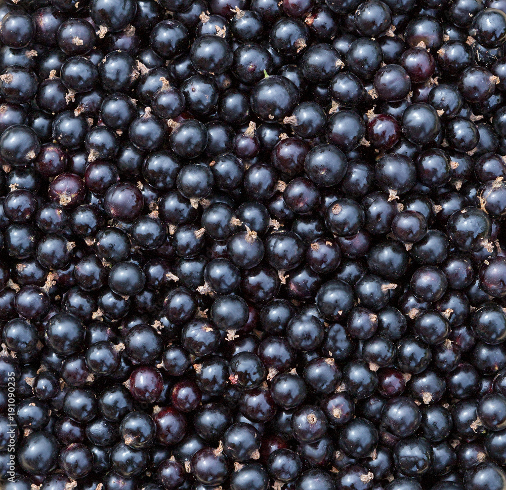 Currant black. Berries background. Fresh currant texture. Currant black. Berries background. Fresh currant texture.