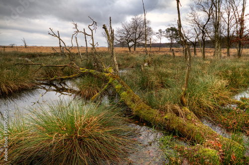 Dying trees in a moor; dead Birches and a fallen Oak tree in a swamp photo