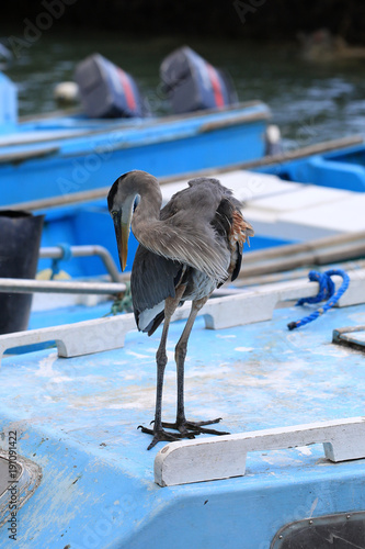 Grand Héron bleu des iles Galapagos © brunohbh44