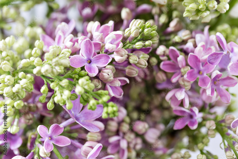Macro image of spring violet lilac flowers, abstract soft floral background. Macro image of spring violet lilac flowers, abstract soft floral background.