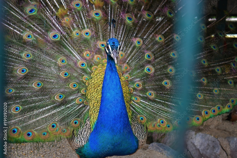 Obraz premium Beautiful Peacock in full tail Feathers