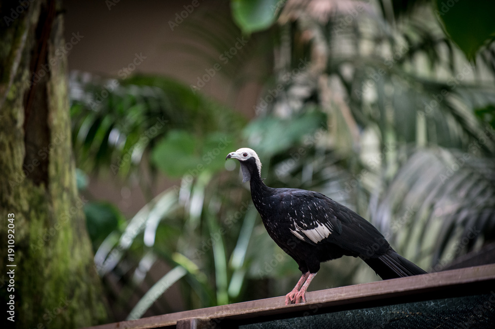 Fototapeta premium white headed bird