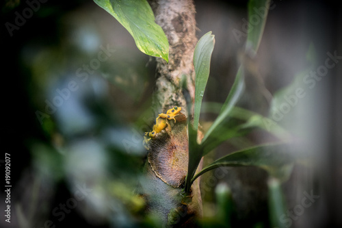 yellow frog © Karen