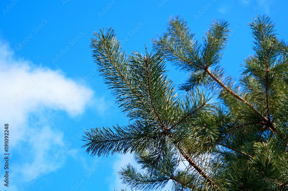 Green trees and bright sunny natural scenic blue sky background. Outdoors freedom recreation activities view Green trees and bright sunny natural scenic blue sky background. Outdoors freedom recreation activities view