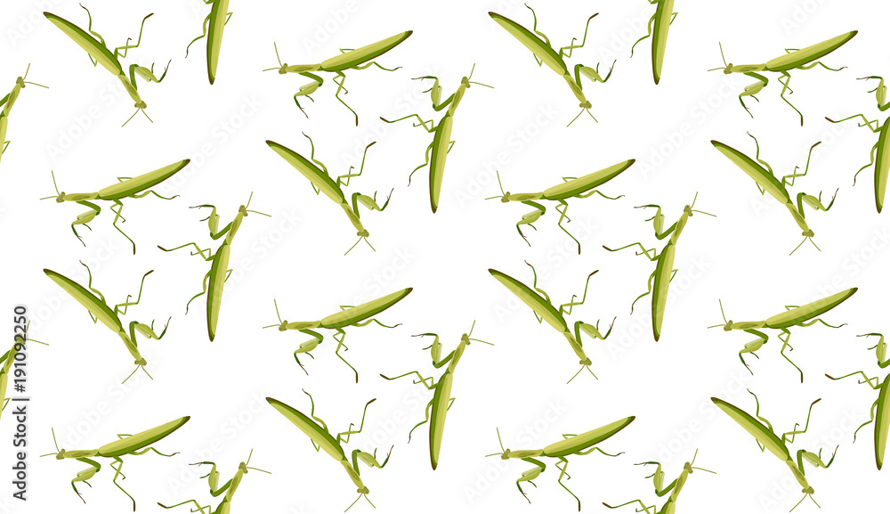 Vector seamless pattern of mantis on white background Vector seamless pattern of mantis on white background