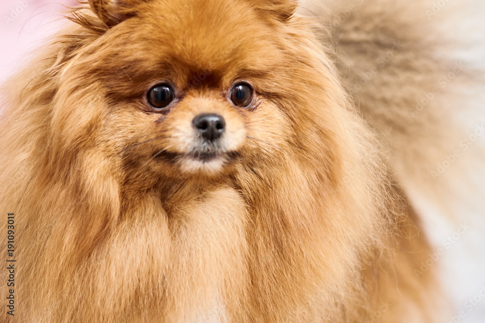 Obraz premium Combing pomeranian spitz