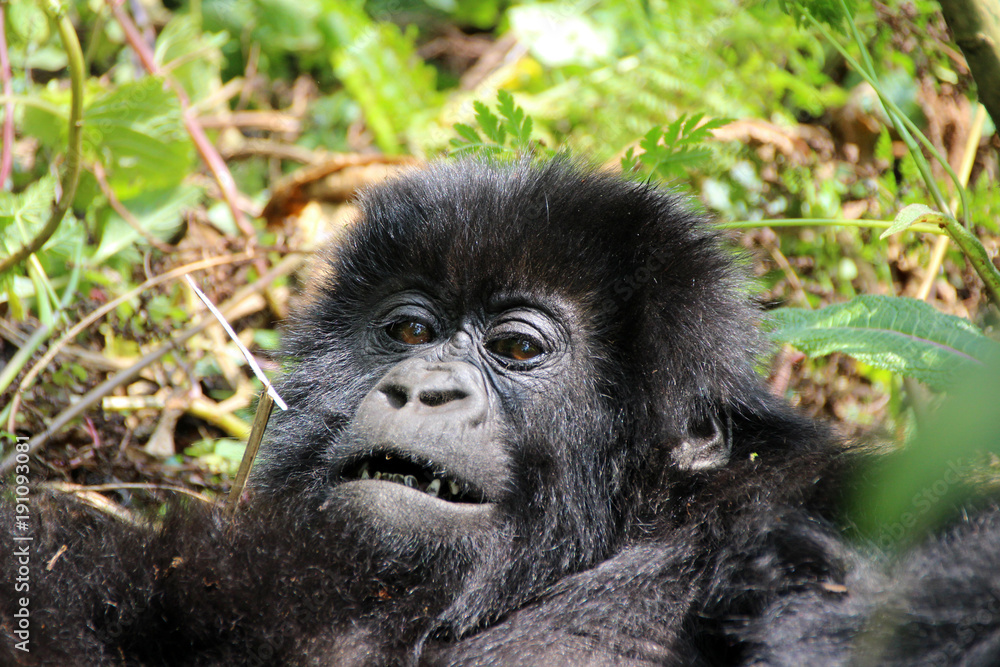 Wilde Berggorillas im Urwald von Uganda Afrika Wilde Berggorillas im Urwald von Uganda Afrika