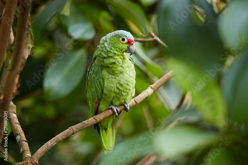 Wild Crimson-fronted or Finsch's Parakeet, neotropical green parrot with red cap, natural to Nicaragua, Costa Rica and western Panama, perched on twig among leaves in rainforest.  Wild animal. photo
