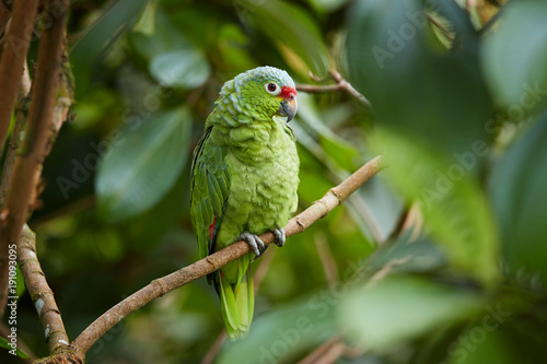 Wild Crimson-fronted or Finsch's Parakeet, neotropical green parrot with red cap, natural to Nicaragua, Costa Rica and western Panama, perched on twig among leaves in rainforest.  Wild animal.