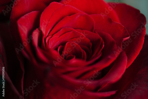 Bud of a red delicate rose. Valentine macro background wallpaper.