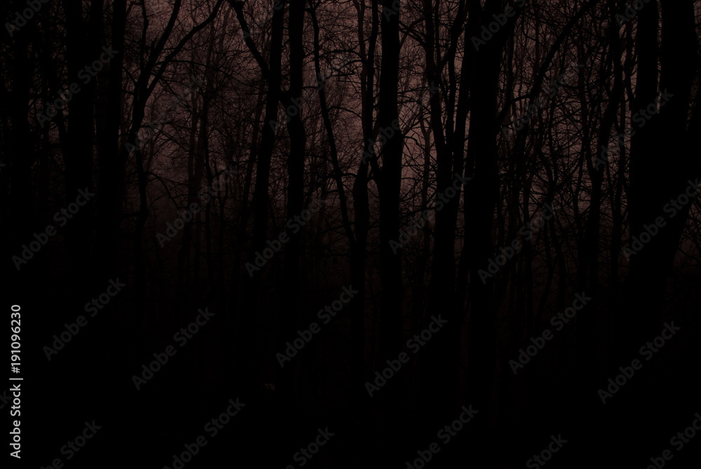 Dark misty forest. Silhouettes of the trees. Foggy winter afternoon Dark misty forest. Silhouettes of the trees. Foggy winter afternoon