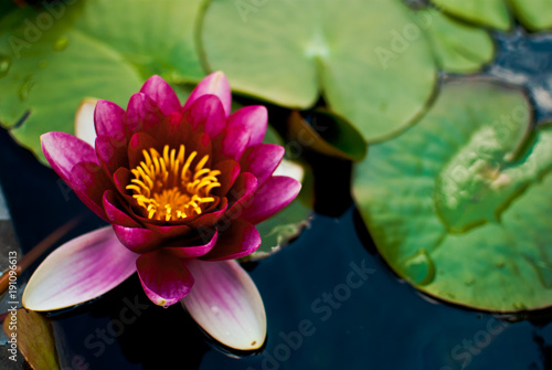 Red water lily in the pond