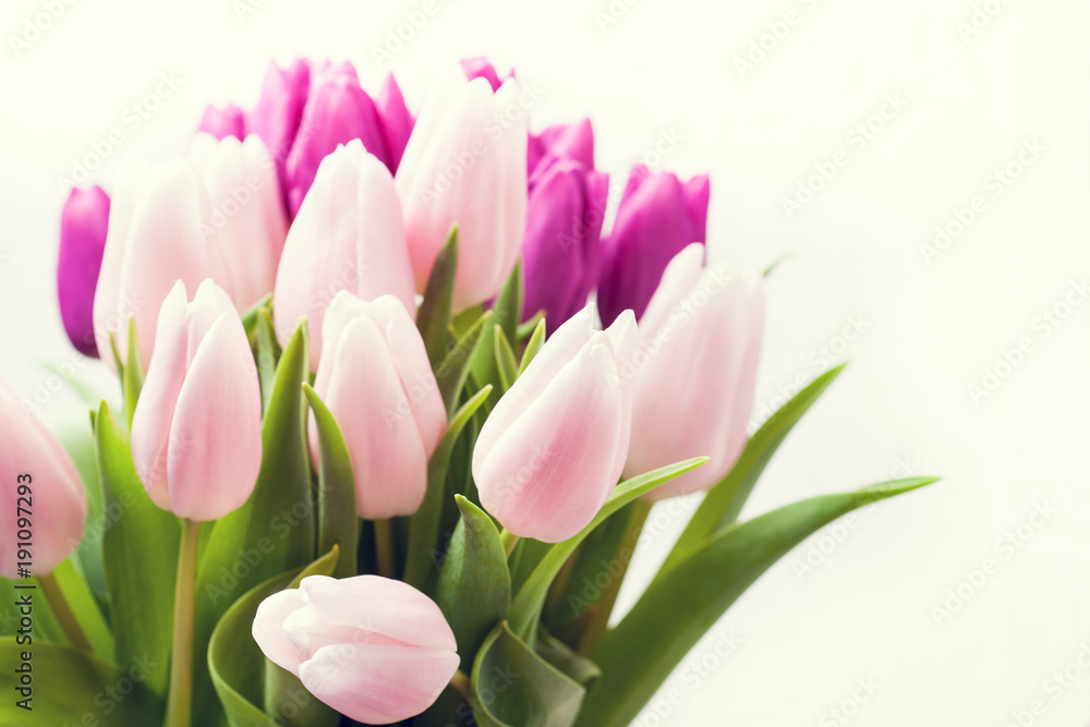 Beautiful pink and purple tulips on white background Beautiful pink and purple tulips on white background