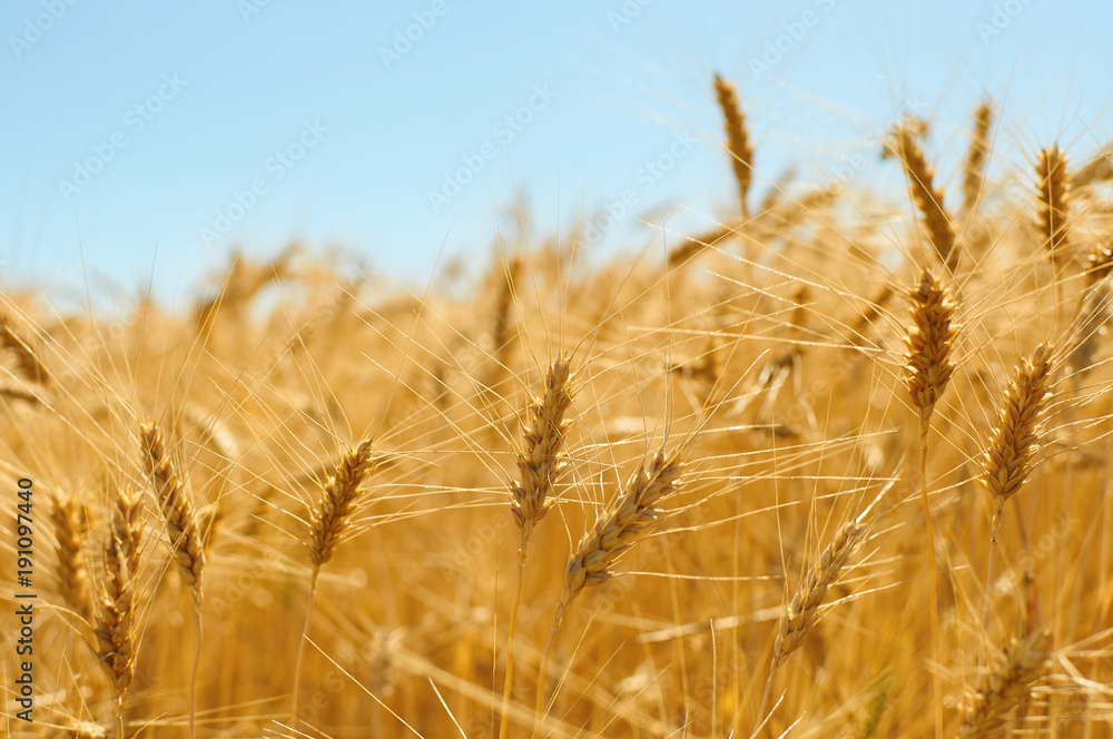 Golden colors of ripe wheat field Golden colors of ripe wheat field