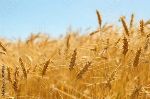 Golden colors of ripe wheat field