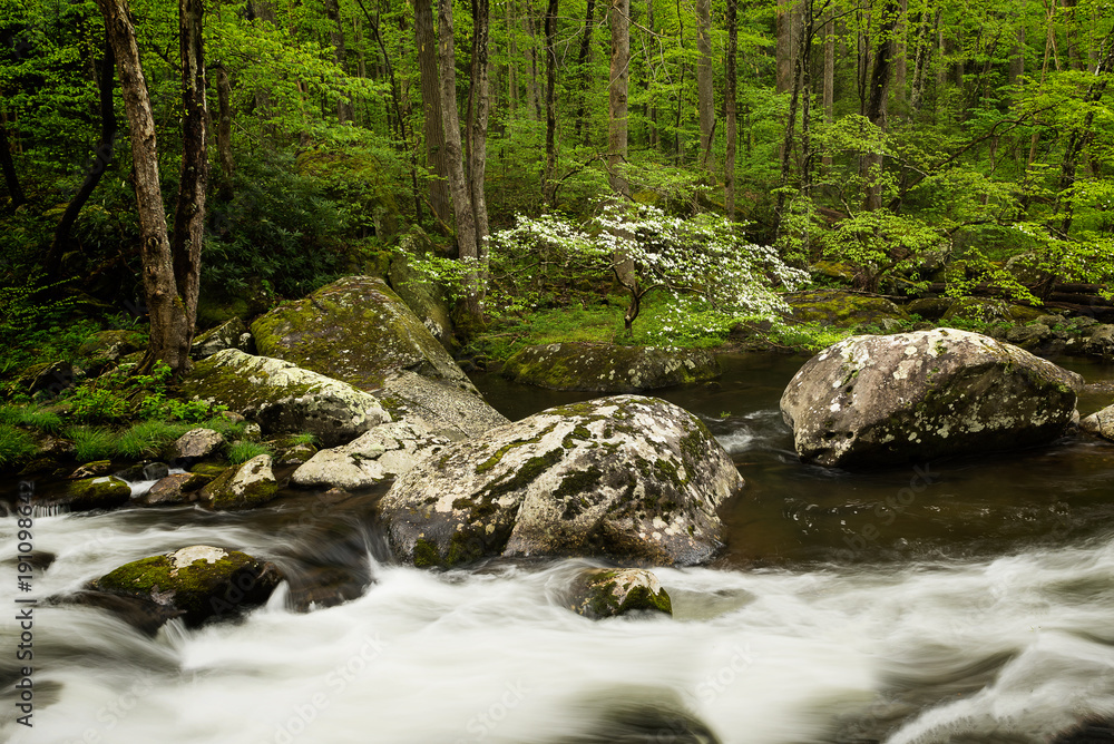 Dogwood Stream Dogwood Stream