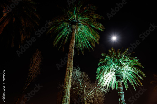 Illuminated palms from below. Green palms in the night. Moon.