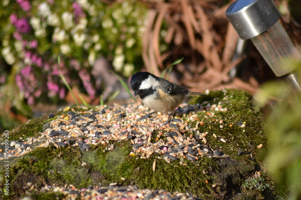 Fototapeta premium Coal Tit