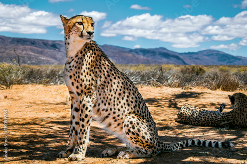 Cheetah in the savannah