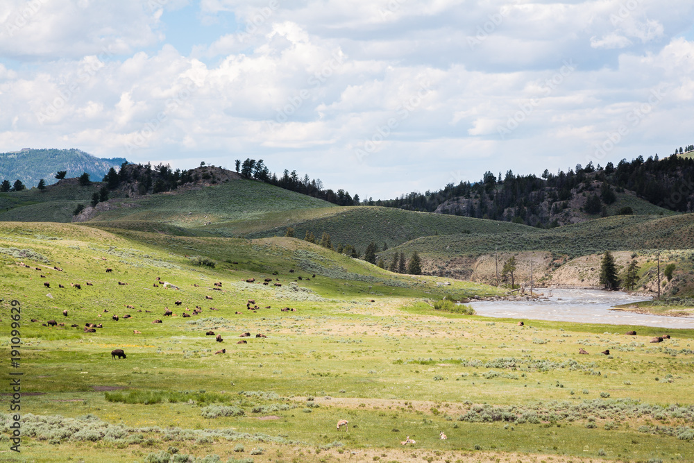 American Bison on Wild Animals on the Open Plains of Yellowstone National Park