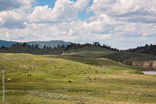 Photography American Bison on Wild Animals on the Open Plains of Yellowstone National Park