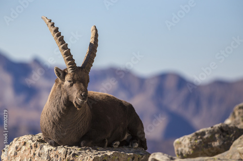 Bouquetin adulte mâle (Capra ibex), Alpes-de-Haute-Provence 