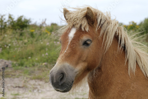 Majestic pony with beautiful mane near Ireland's coast